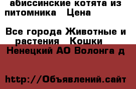 абиссинские котята из питомника › Цена ­ 15 000 - Все города Животные и растения » Кошки   . Ненецкий АО,Волонга д.